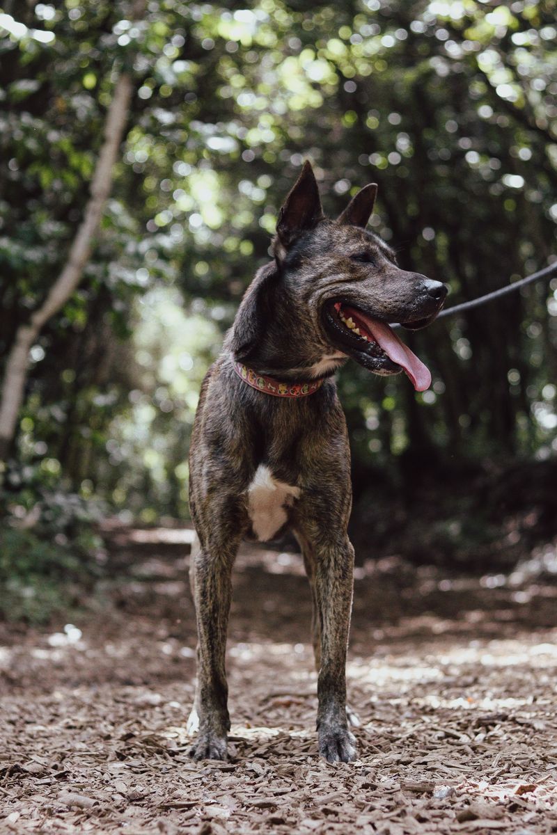Voluntario de ADEPAC 15